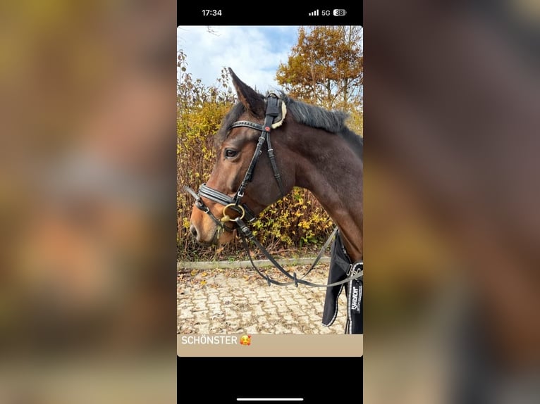 Holstein Gelding 7 years 16,2 hh Brown in Aschau am InnAschau