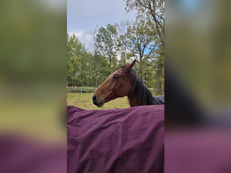 Holstein Gelding 7 years 16,2 hh Brown in Wienhausen