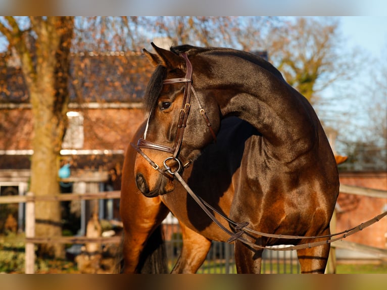 Holstein Gelding 7 years 16,2 hh Brown in Emkendorf