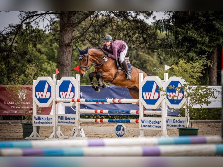 Holstein Gelding 7 years 16,2 hh Brown in Wassenberg