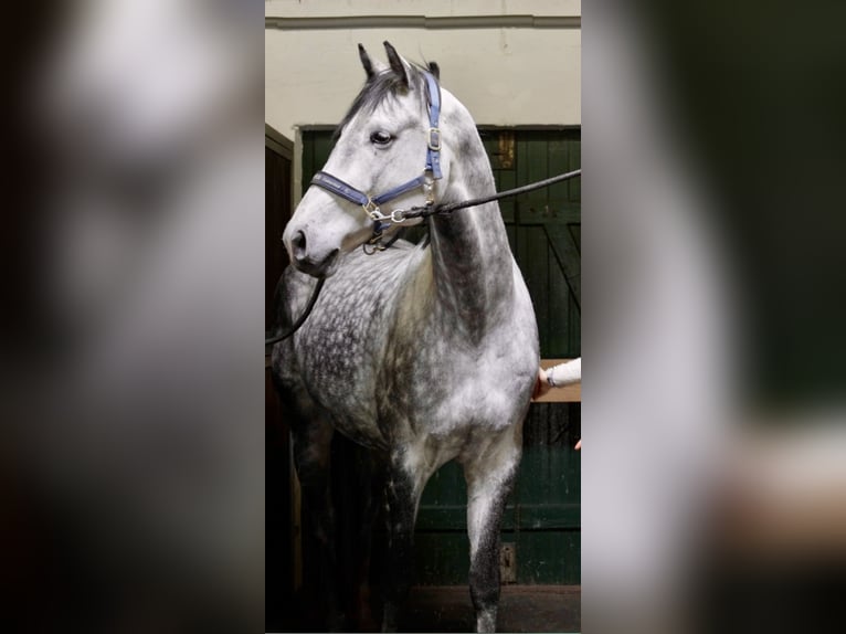 Holstein Gelding 7 years 16,2 hh Gray in Oersdorf