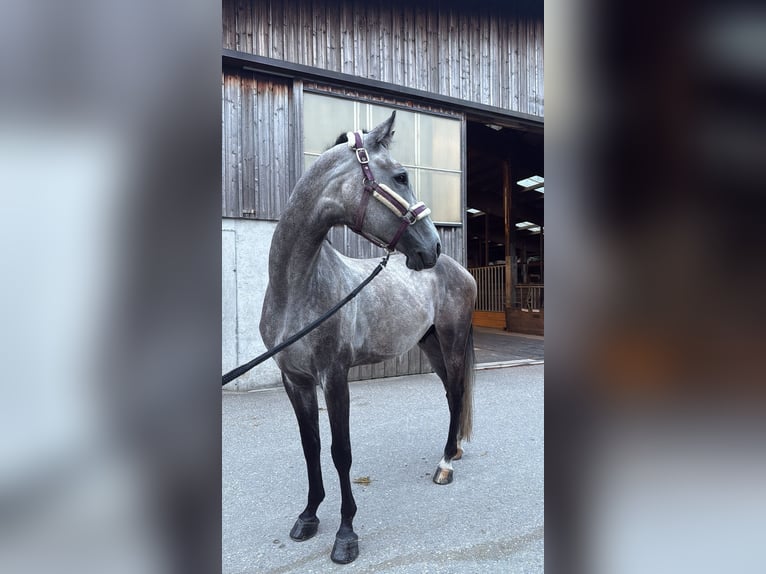 Holstein Gelding 7 years 16,2 hh Grey-Blue-Tan in Birr
