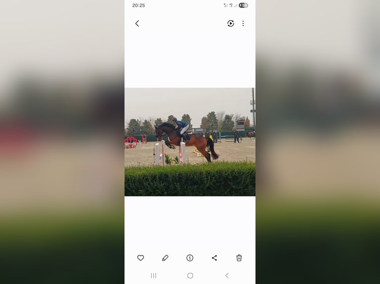 Holstein Gelding 7 years 16,2 hh  in GORIZIA (GO)