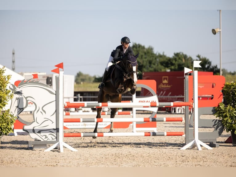 Holstein Gelding 7 years 16,3 hh Bay-Dark in Bühl