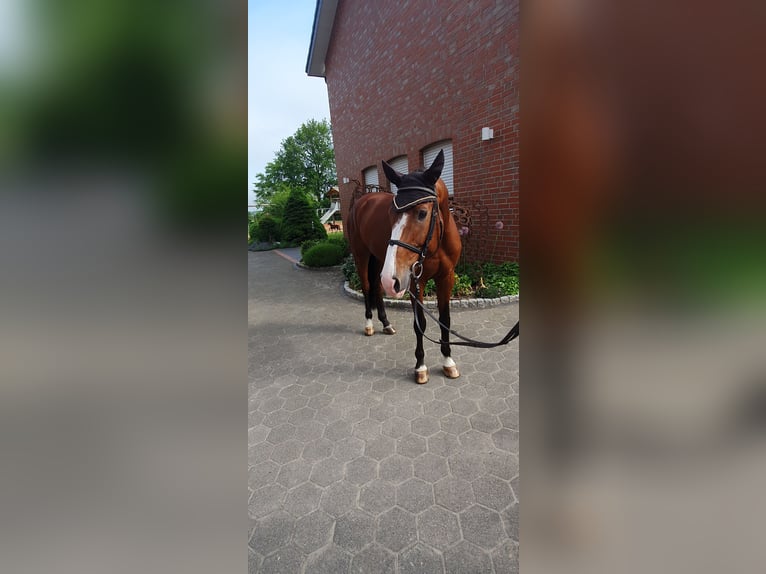 Holstein Gelding 7 years 17,1 hh Brown in Bad Laer