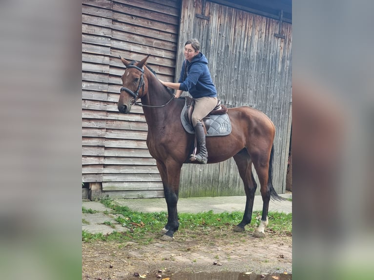 Holstein Gelding 7 years 17,1 hh Brown in Minden