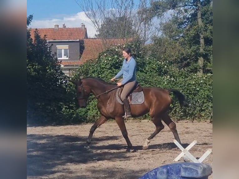 Holstein Gelding 7 years 17,1 hh Brown in Minden