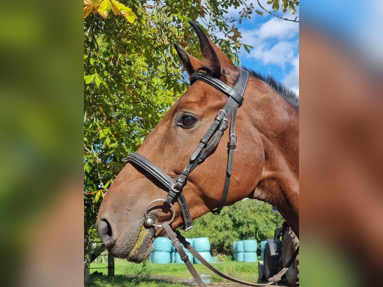 Holstein Gelding 7 years 17,1 hh Brown in Minden