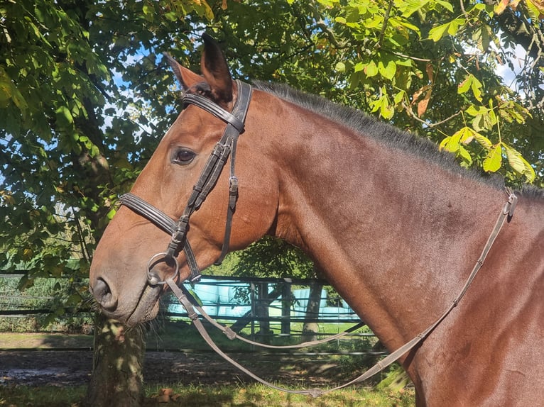 Holstein Gelding 7 years 17,1 hh Brown in Minden