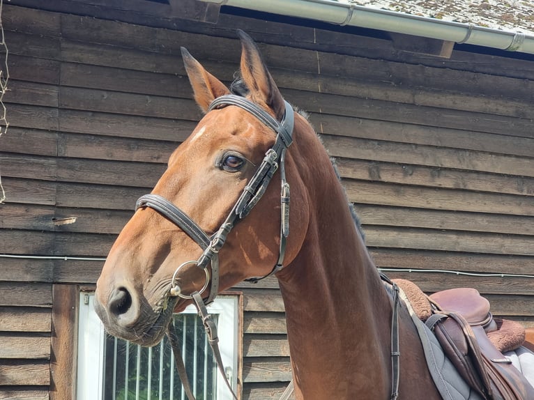 Holstein Gelding 7 years 17,1 hh Brown in Minden