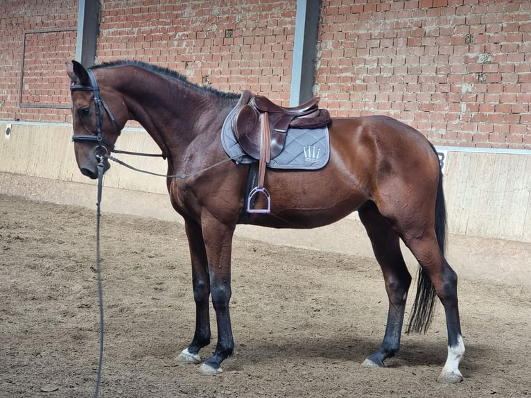 Holstein Gelding 7 years 17,1 hh Brown in Minden