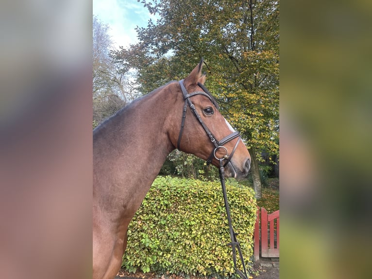 Holstein Gelding 7 years 17.1 hh Brown in Krumstedt