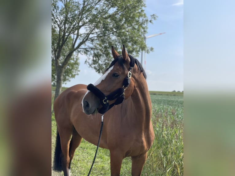 Holstein Gelding 7 years 17.1 hh Brown in Krumstedt