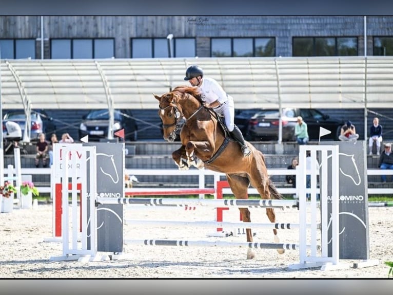 Holstein Gelding 7 years 17,1 hh Chestnut-Red in Danzig