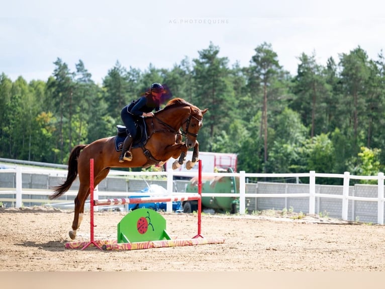 Holstein Gelding 7 years 17,1 hh Chestnut-Red in Danzig