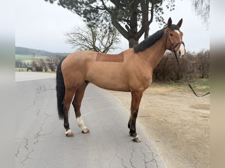 Holstein Gelding 7 years 17.2 hh Brown in Pelmberg