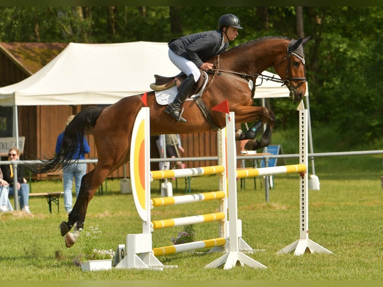 Holstein Gelding 7 years 17,2 hh Brown in Hamburg