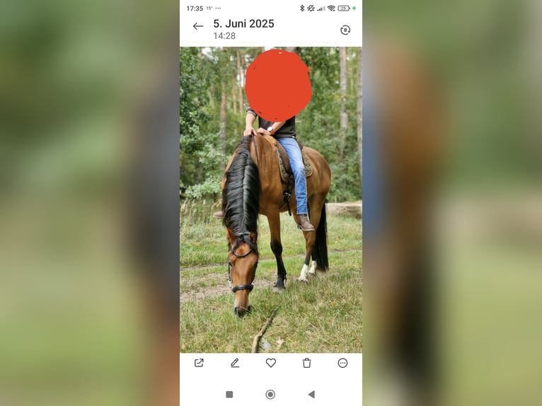 Holstein Gelding 7 years 17 hh Brown in Edemissen
