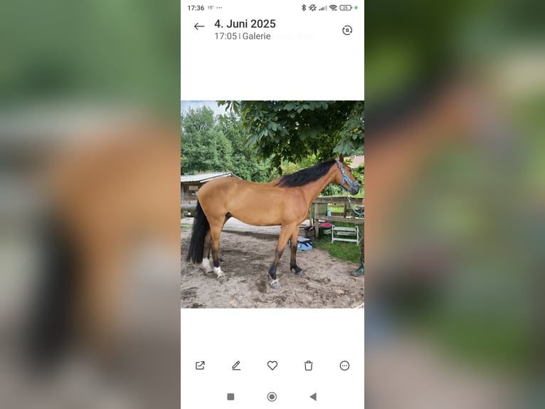 Holstein Gelding 7 years 17 hh Brown in Edemissen