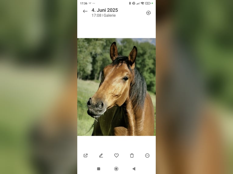 Holstein Gelding 7 years 17 hh Brown in Edemissen