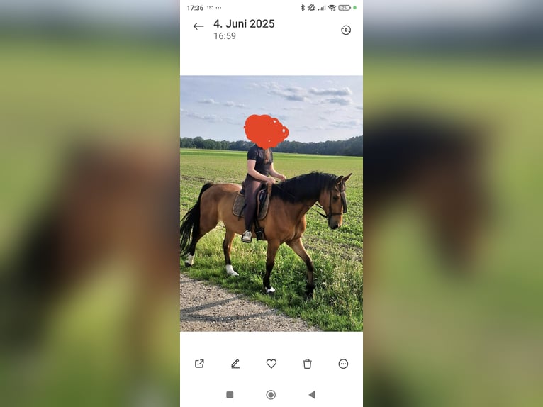 Holstein Gelding 7 years 17 hh Brown in Edemissen