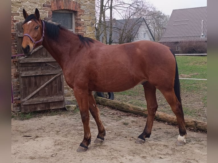 Holstein Gelding 7 years 17 hh Brown in Detmold