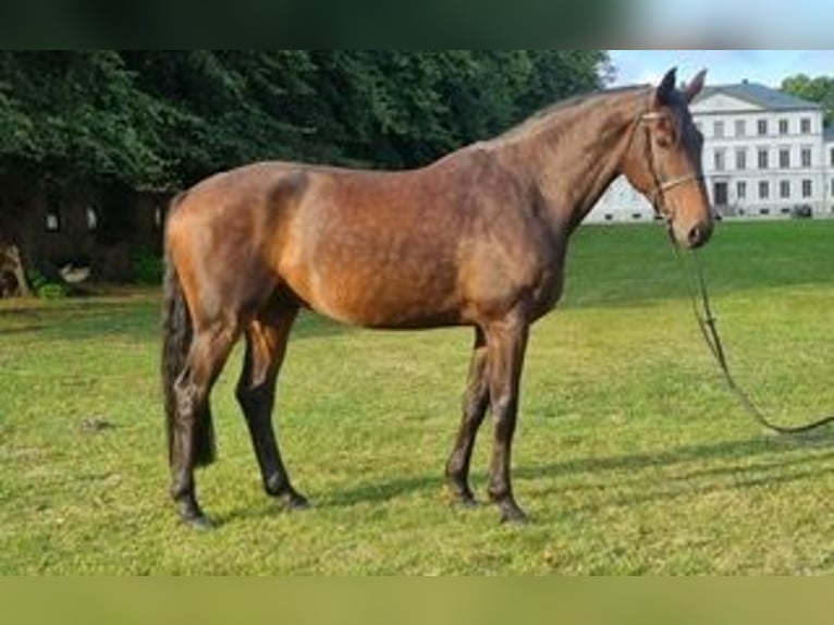 Holstein Gelding 7 years 17 hh Brown in Lensahn