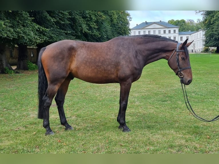 Holstein Gelding 7 years 17 hh Brown in Lensahn