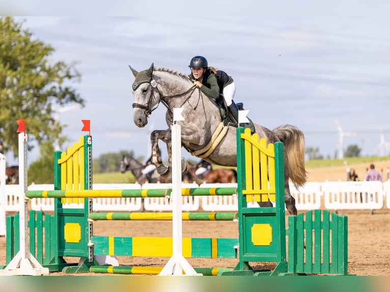 Holstein Gelding 7 years 17 hh Gray in Meuselwitz