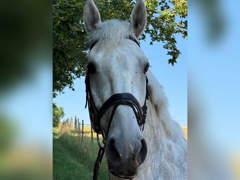 Holstein Gelding 7 years 17 hh Gray in Walzbachtal