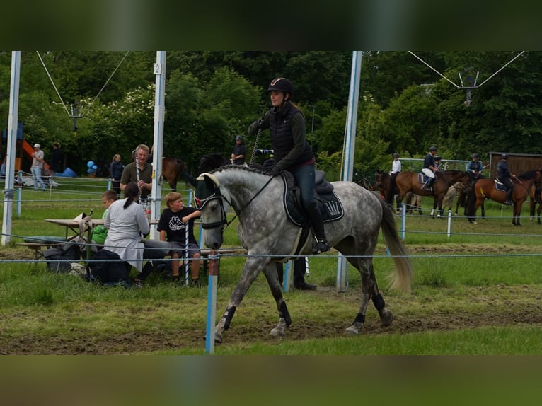 Holstein Gelding 7 years 17 hh Grey-Dapple in Krumstedt