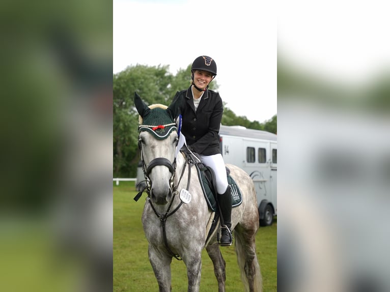 Holstein Gelding 7 years 17 hh Grey-Dapple in Krumstedt