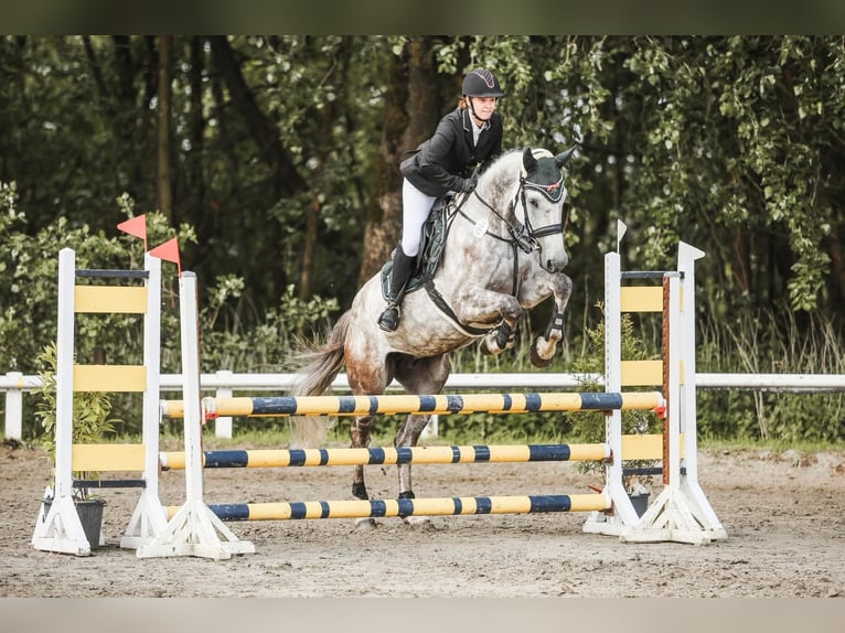 Holstein Gelding 7 years 17 hh Grey-Dapple in Krumstedt