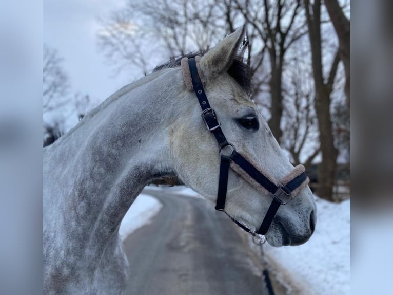Holstein Gelding 7 years 17 hh Grey-Dapple in Krumstedt