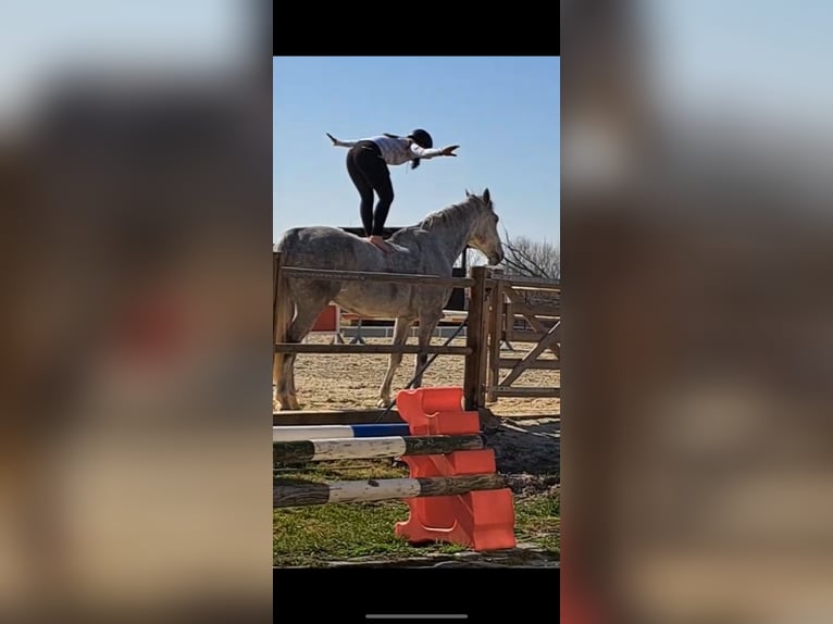 Holstein Gelding 7 years 17 hh Grey-Dapple in Meuselwitz