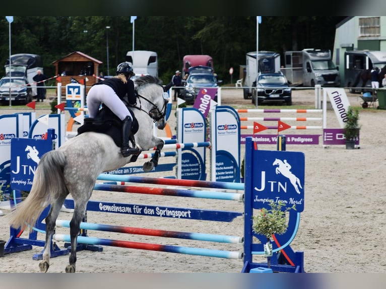 Holstein Gelding 7 years 17 hh Grey-Dapple in Flensburg