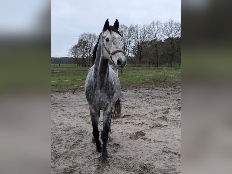Holstein Gelding 7 years 17 hh Grey in Gerdau Holstein Gelding 7 years 17 hh Grey in Gerdau