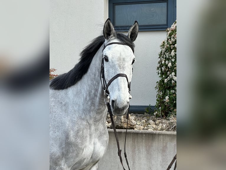 Holstein Gelding 7 years 17 hh Grey in Tiefenthal