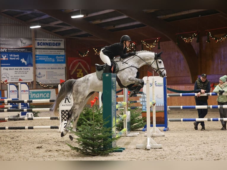 Holstein, Gelding, 7 years, 17 hh, Grey