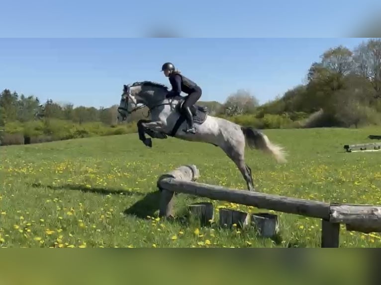 Holstein Gelding 7 years 17 hh in Sch&#xF6;nhorst