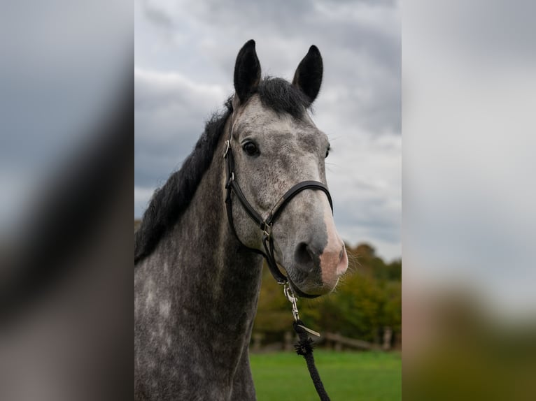 Holstein Gelding 7 years 17 hh in Sch&#xF6;nhorst
