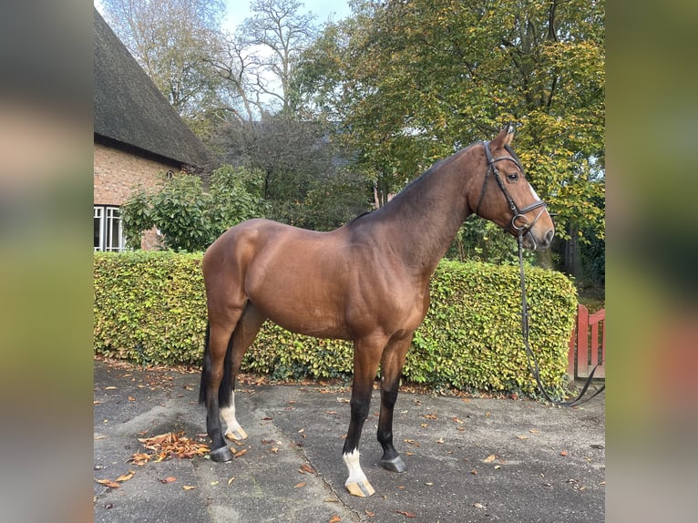 Holstein Gelding 7 years 17,1 hh Brown in Krumstedt