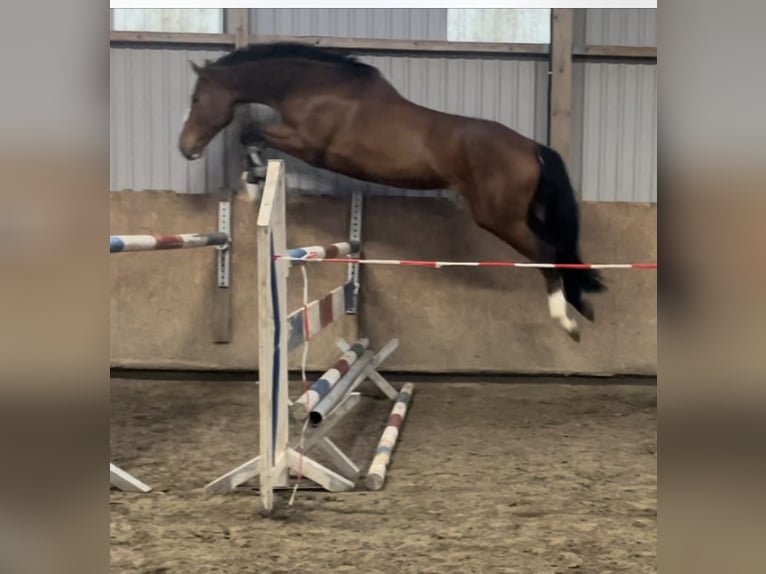 Holstein Gelding 7 years 17,1 hh Brown in Krumstedt