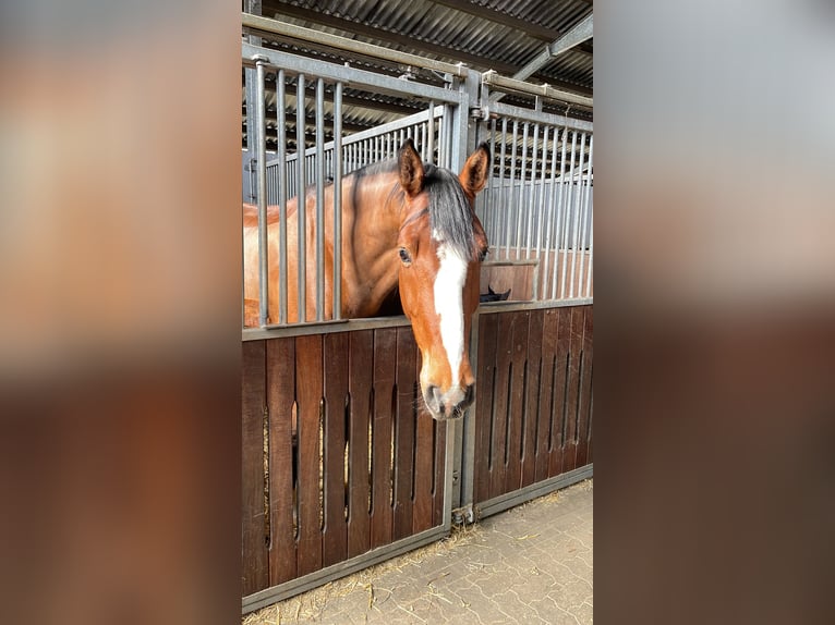 Holstein Gelding 7 years 17,1 hh Brown in Krumstedt