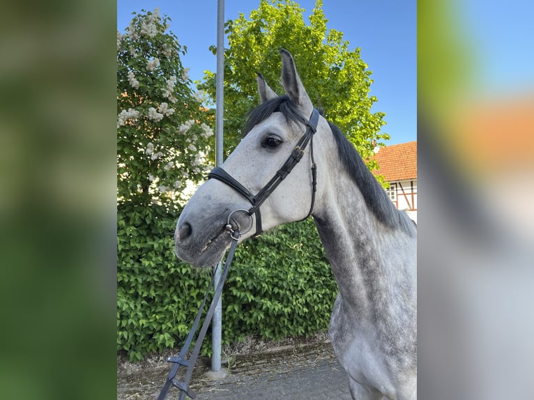 Holstein Gelding 7 years 17,1 hh Gray in SontraSontra