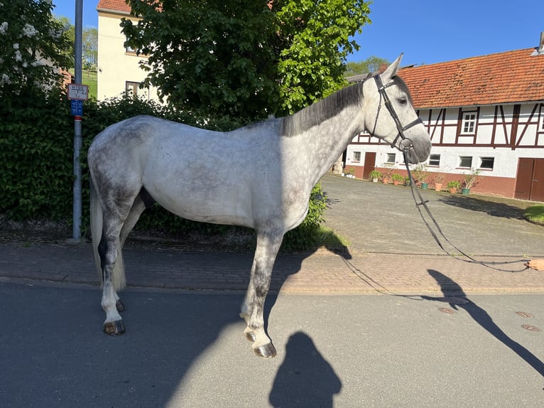 Holstein Gelding 7 years 17,1 hh Gray in SontraSontra