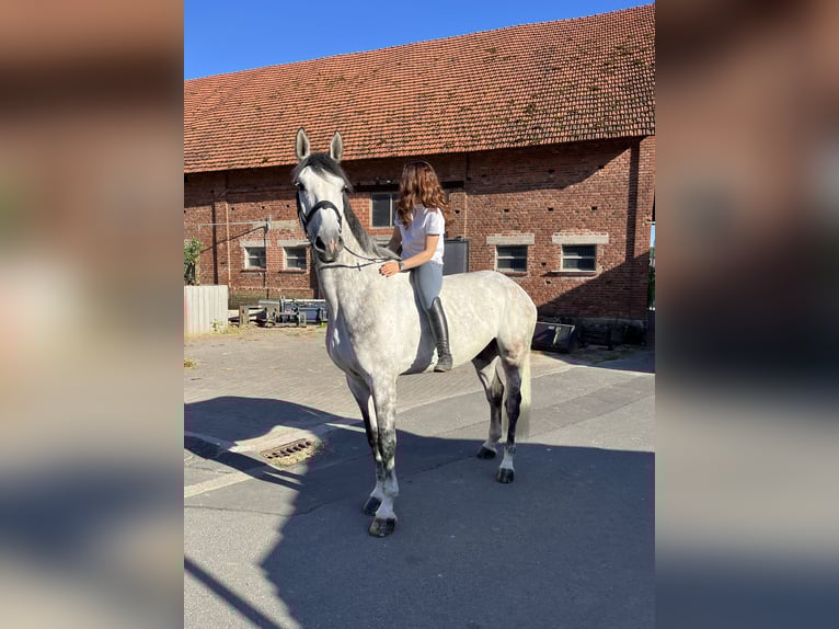 Holstein Gelding 7 years 17,1 hh Gray in SontraSontra