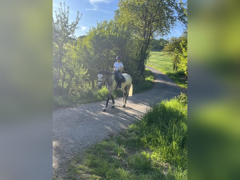 Holstein Gelding 7 years 17,1 hh Gray in SontraSontra
