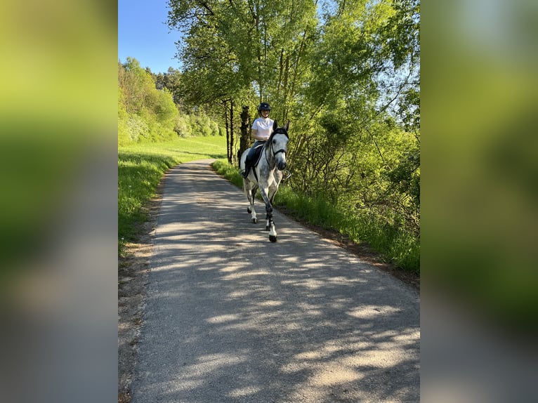 Holstein Gelding 7 years 17,1 hh Gray in SontraSontra