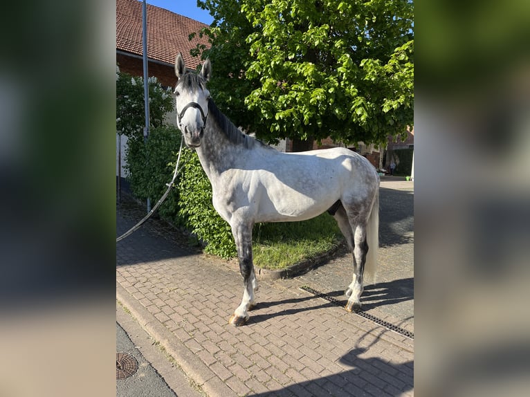 Holstein Gelding 7 years 17,1 hh Gray in SontraSontra